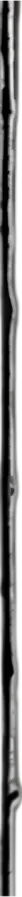 Image posted by the member