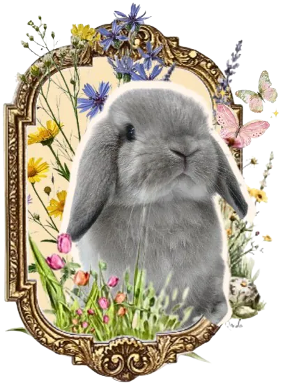 Image posted by the member