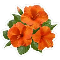 Image posted by the member