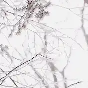 Image posted by the member