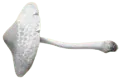 Image posted by the member