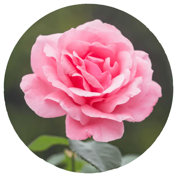 Image posted by the member