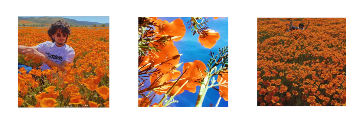 Image posted by the member
