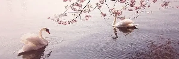 Image posted by the member