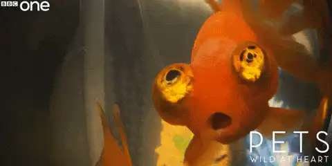 Image posted by the member