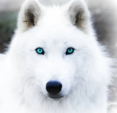 Colin's wolf shape!