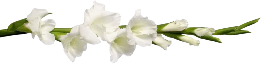 Image posted by the member