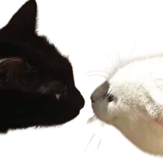 Image posted by the member