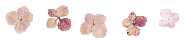 Cherry Blossom Divder