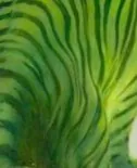 Image posted by the member